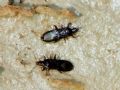 Dufouriellus ater